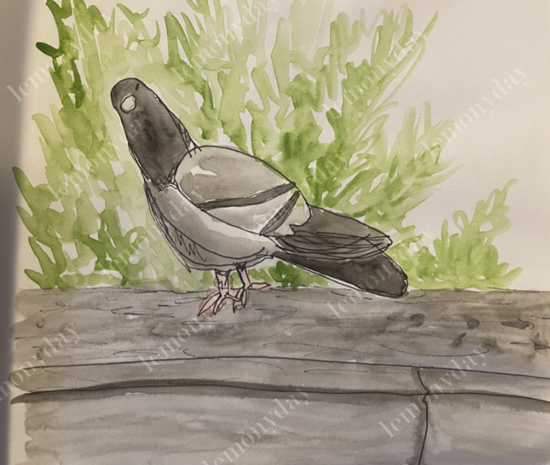 Pigeon